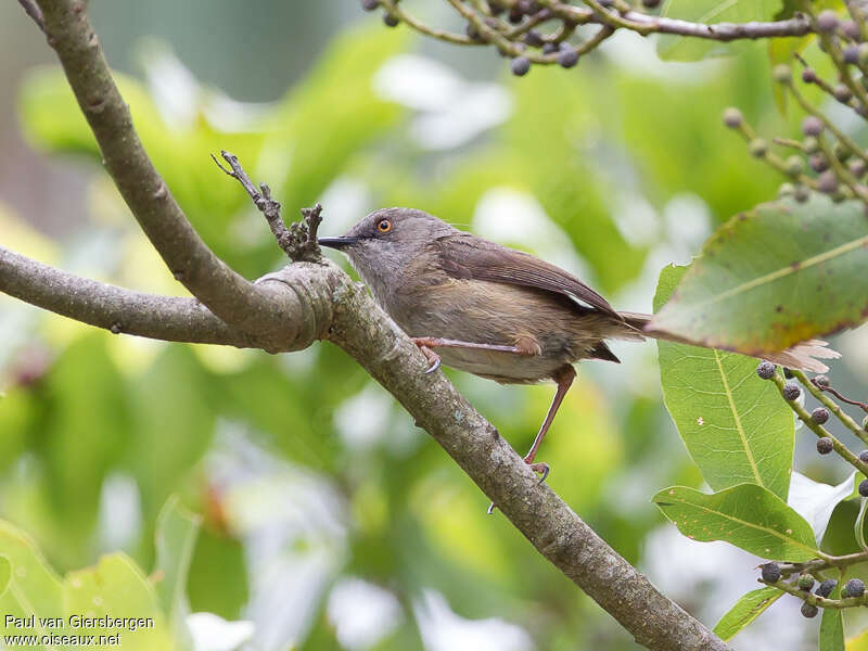 Roberts's Warbleradult, identification