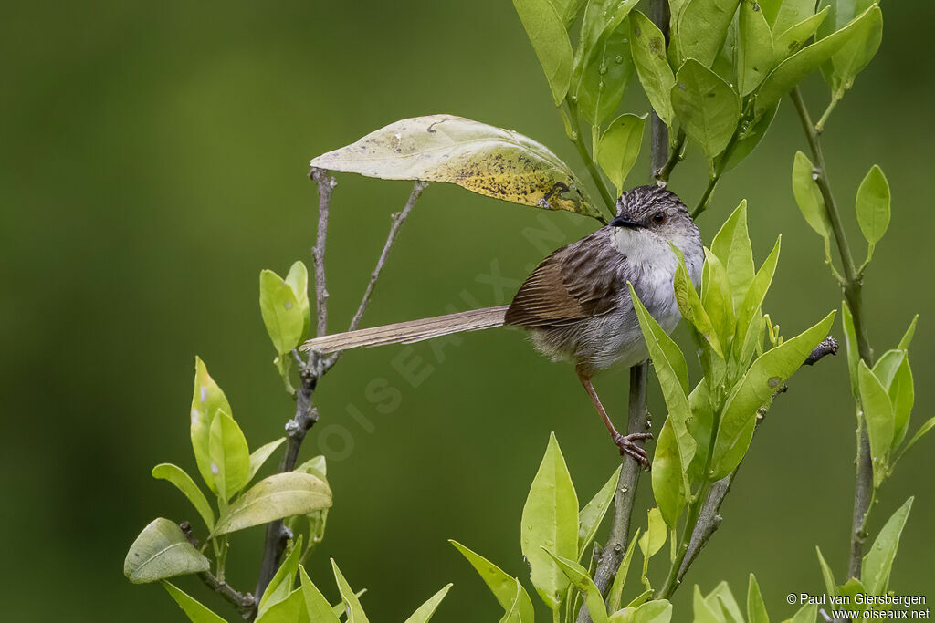 Prinia de Swinhoeadulte