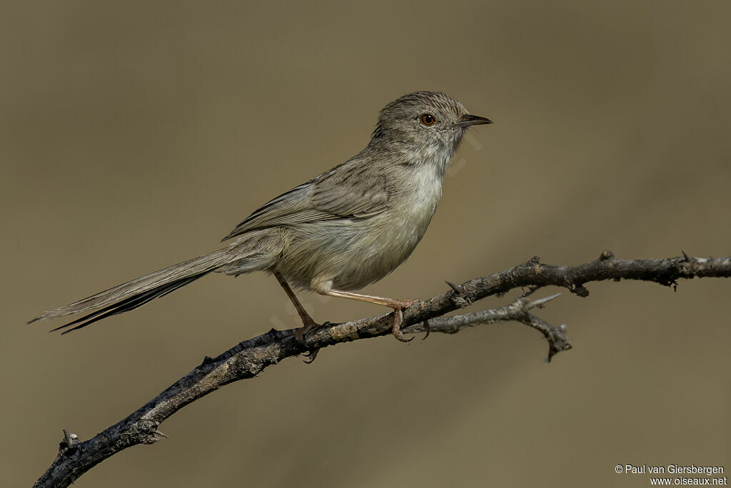Prinia délicateadulte