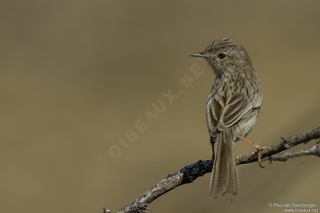 Prinia délicate