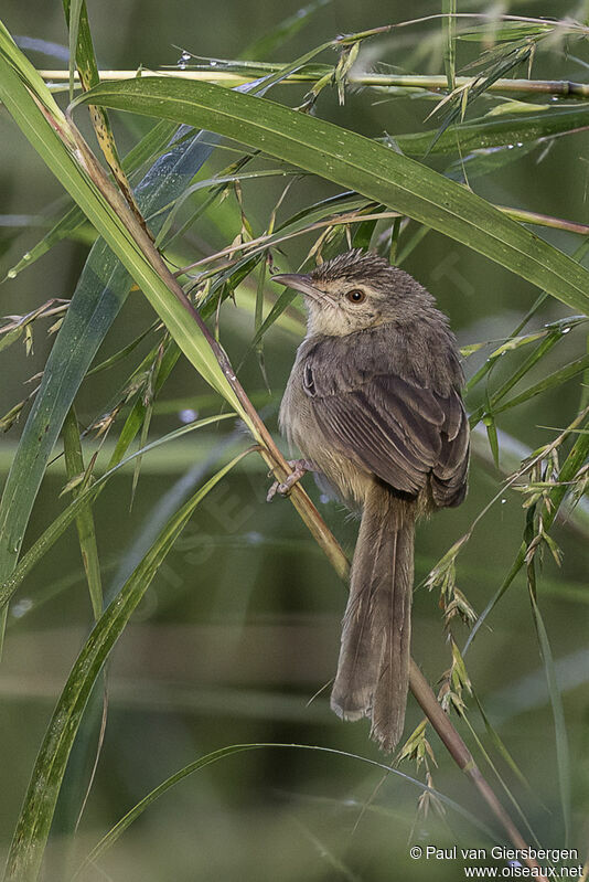 Prinia des montagnesadulte