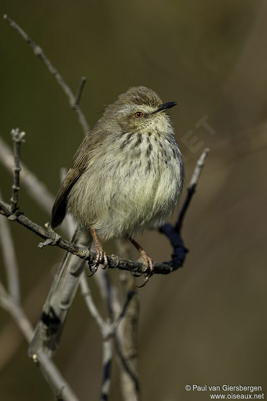 Prinia du Drakensbergadulte