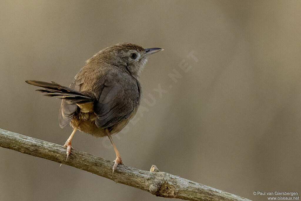 Prinia forestièreadulte
