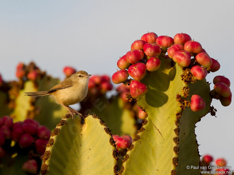 Prinia modeste