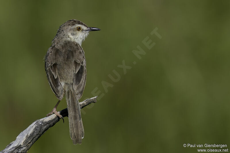 Prinia simpleadulte