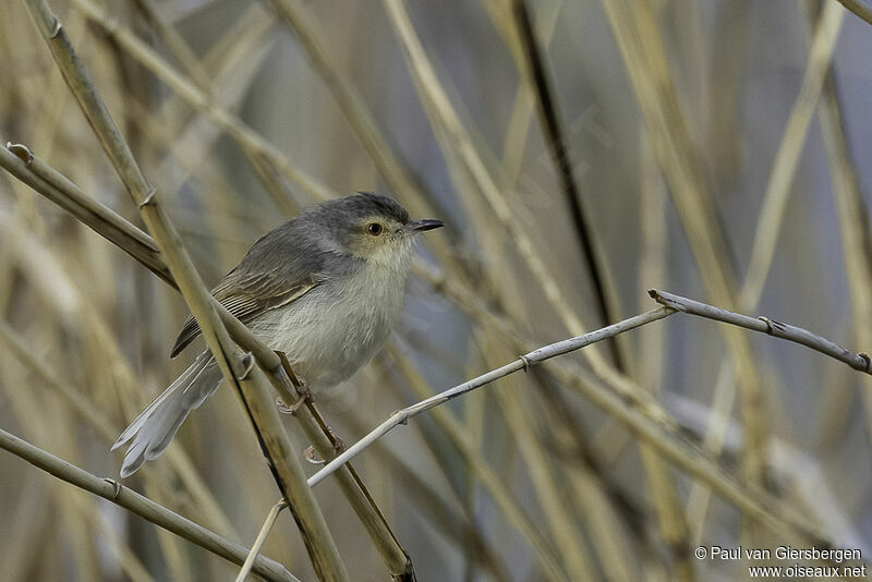 Prinia simpleadulte