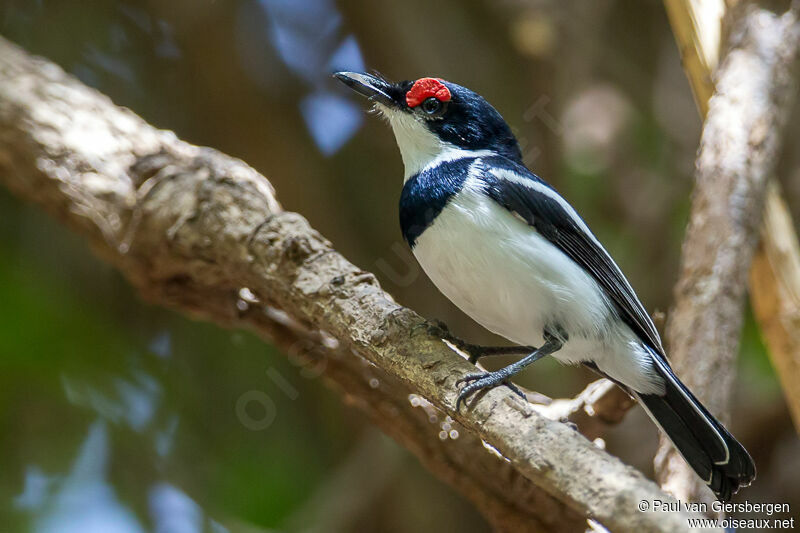 Brown-throated Wattle-eye male adult