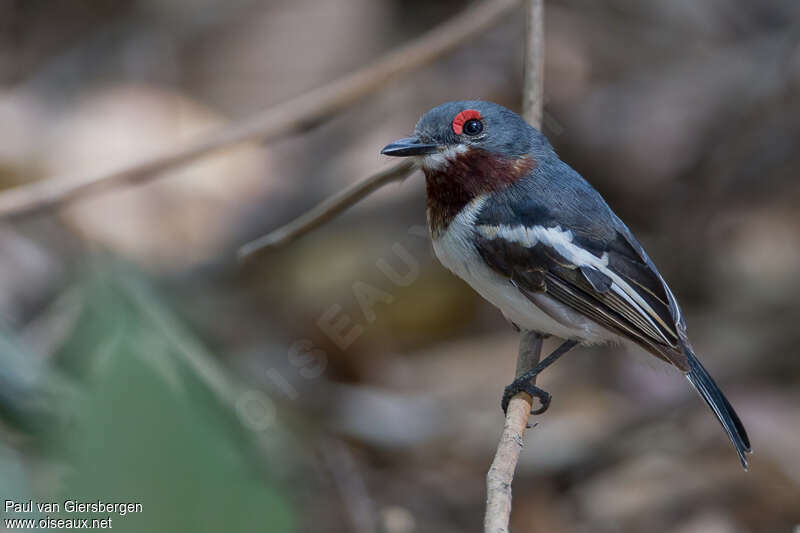 Brown-throated Wattle-eye female adult, identification