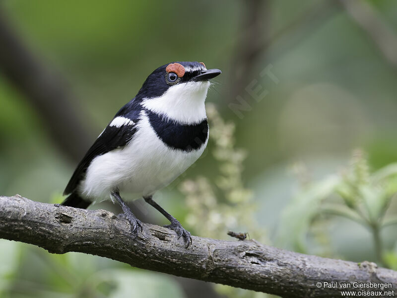 Brown-throated Wattle-eye male adult