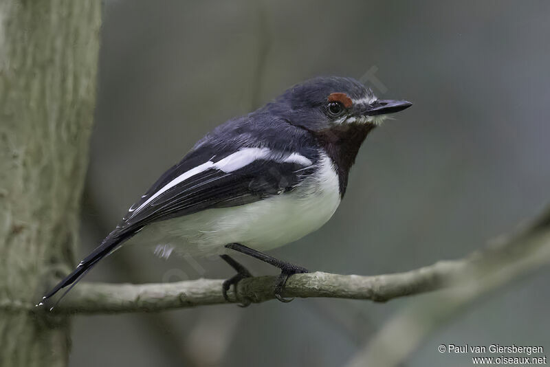 Brown-throated Wattle-eye female adult