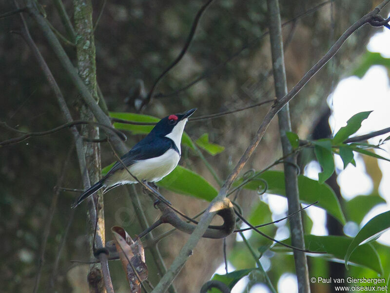 Black-throated Wattle-eye male adult