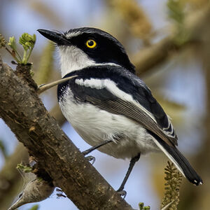 Pririt à tête grise