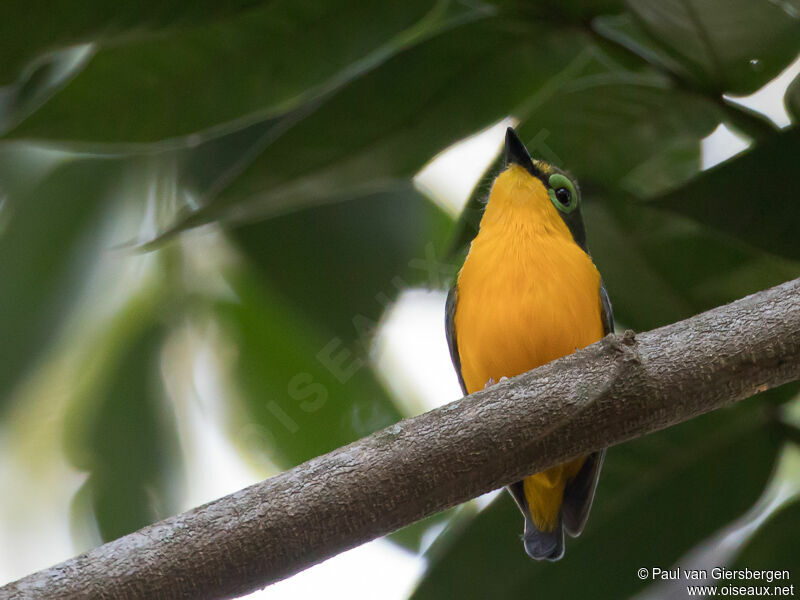 Yellow-bellied Wattle-eyeadult