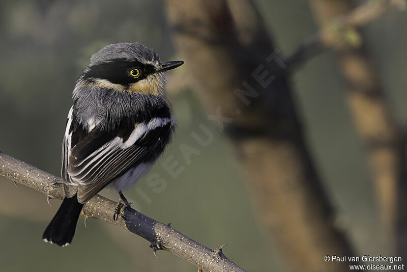 Pririt Batis female adult