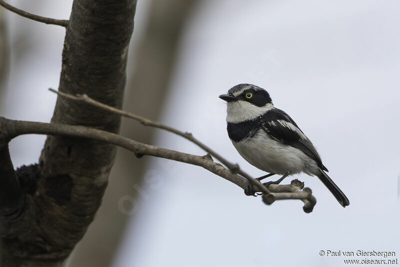 Pale Batis male adult