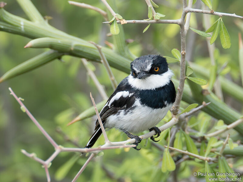 Pygmy Batis male adult