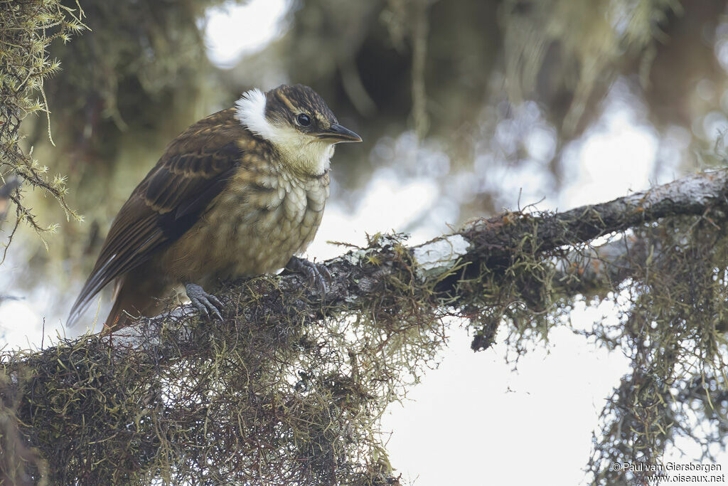 Pseudocolapte de Boissonneau