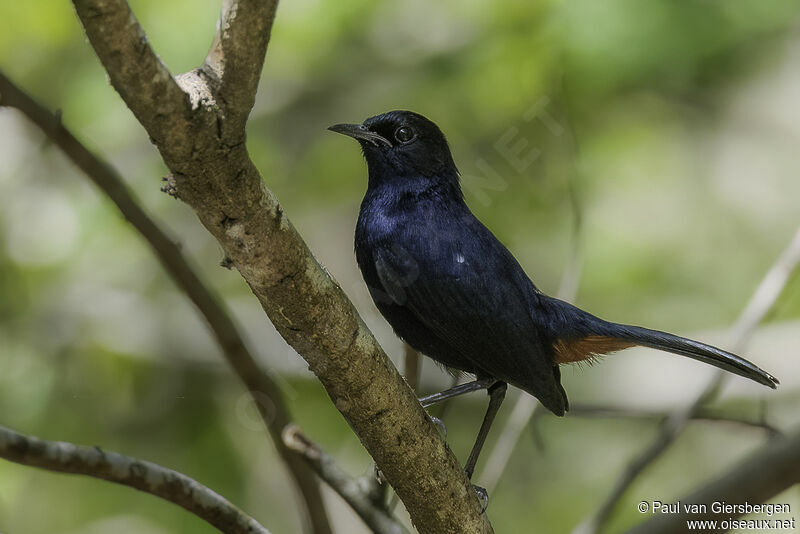 Indian Robin male adult