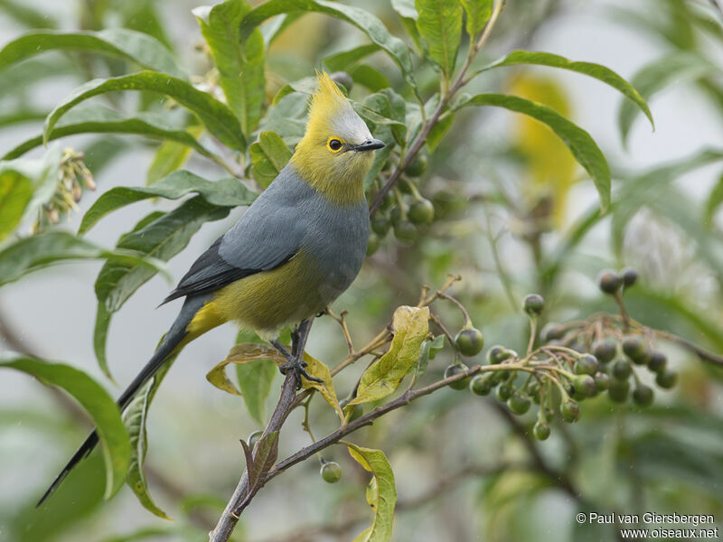 Long-tailed Silky-flycatcheradult