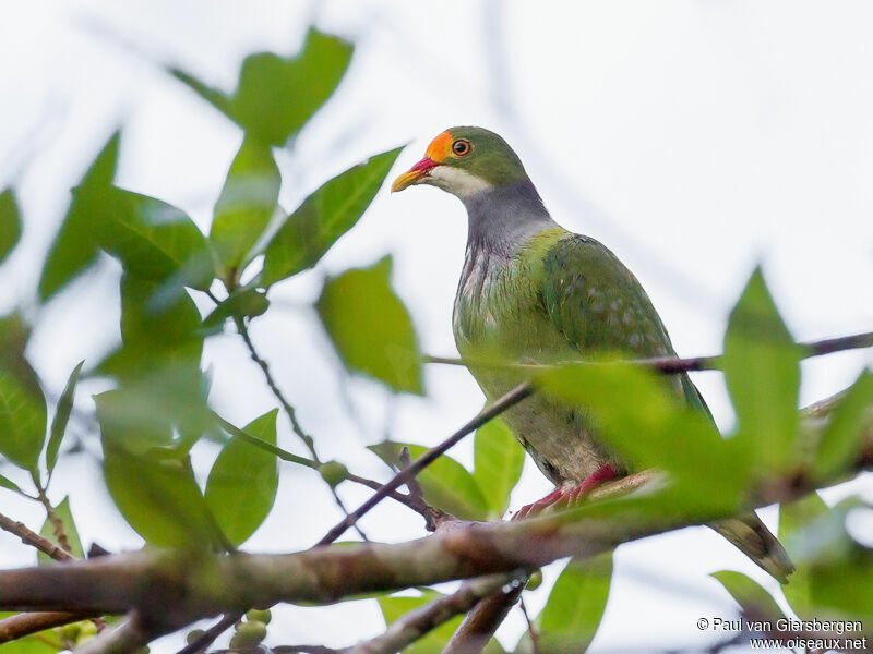 Orange-fronted Fruit Dove