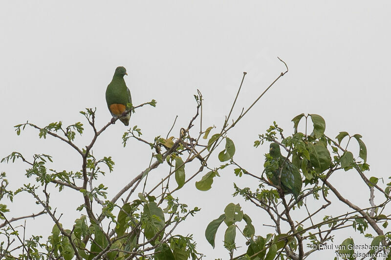 Orange-bellied Fruit Dove