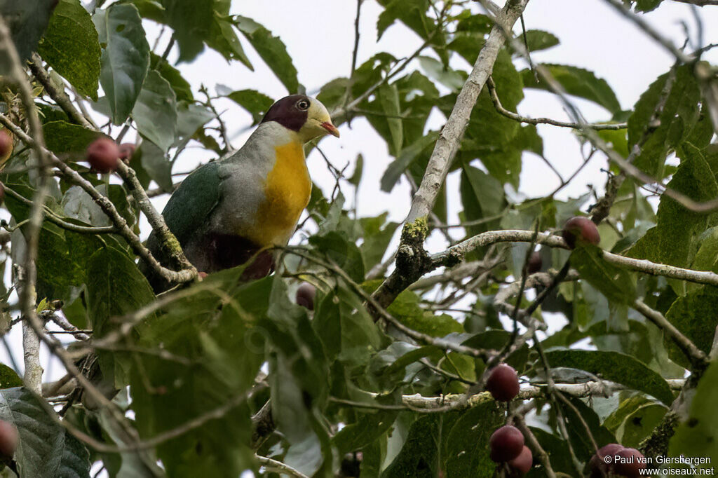 Yellow-breasted Fruit Doveadult
