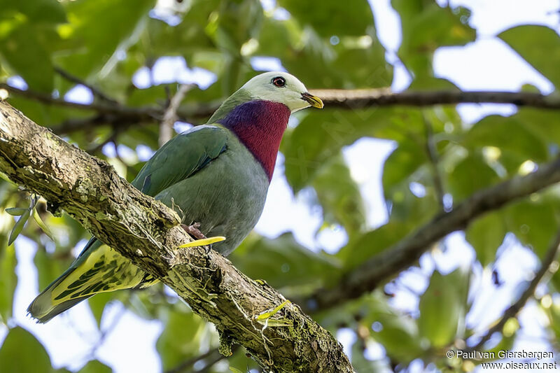 White-headed Fruit Dove