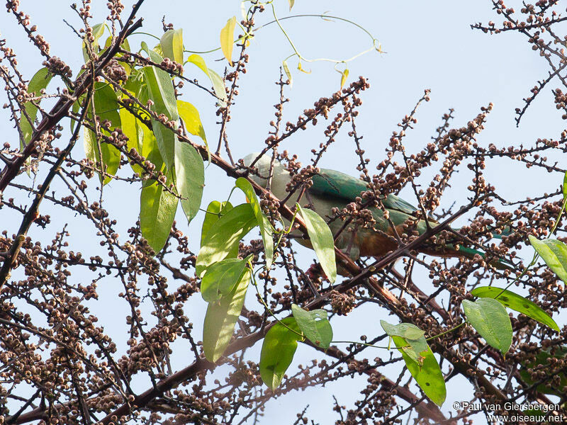 Oberholser's Fruit Doveadult