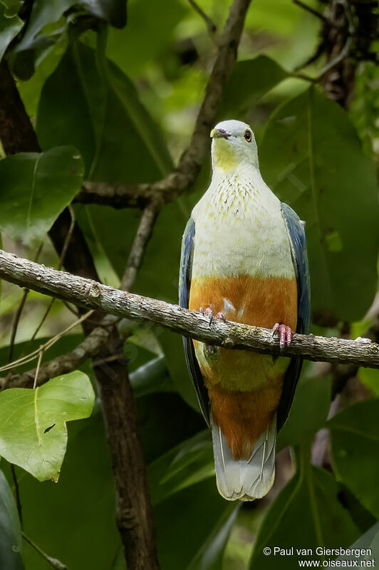 Silver-capped Fruit Doveadult