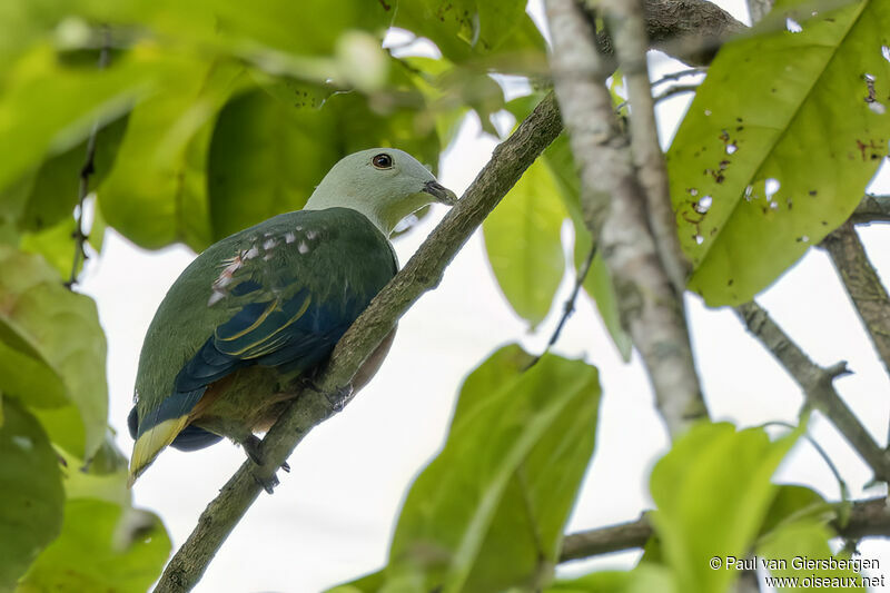 Silver-capped Fruit Doveadult