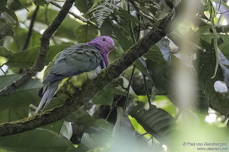 Pink-headed Fruit Doveadult