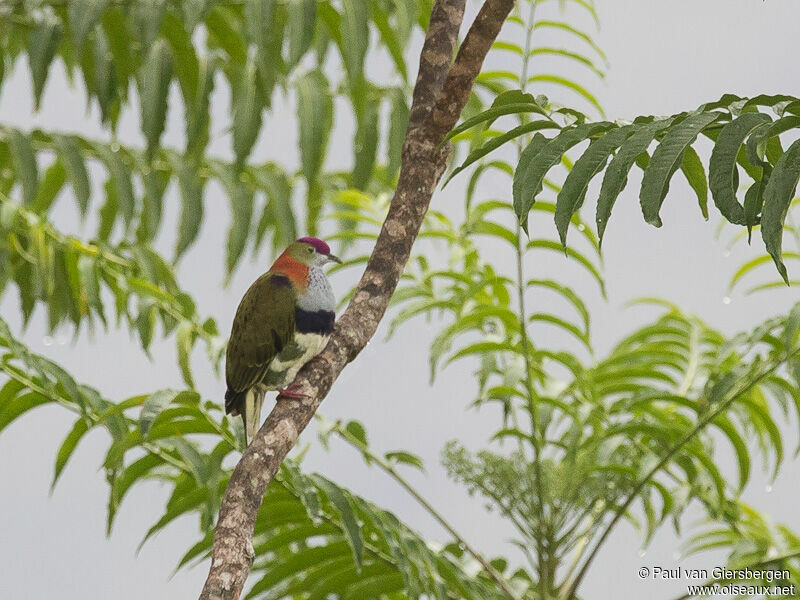 Superb Fruit Dove