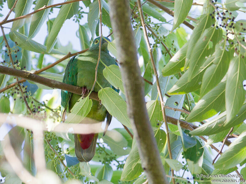 Black-naped Fruit Dove