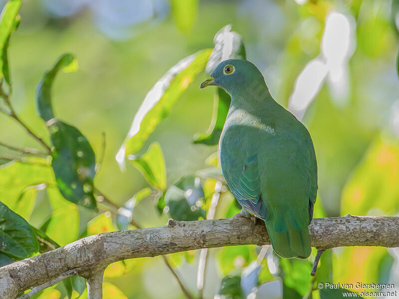 Black-naped Fruit Dove