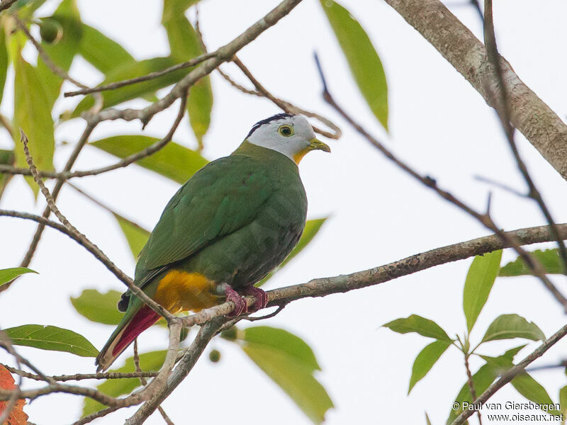 Black-naped Fruit Dove