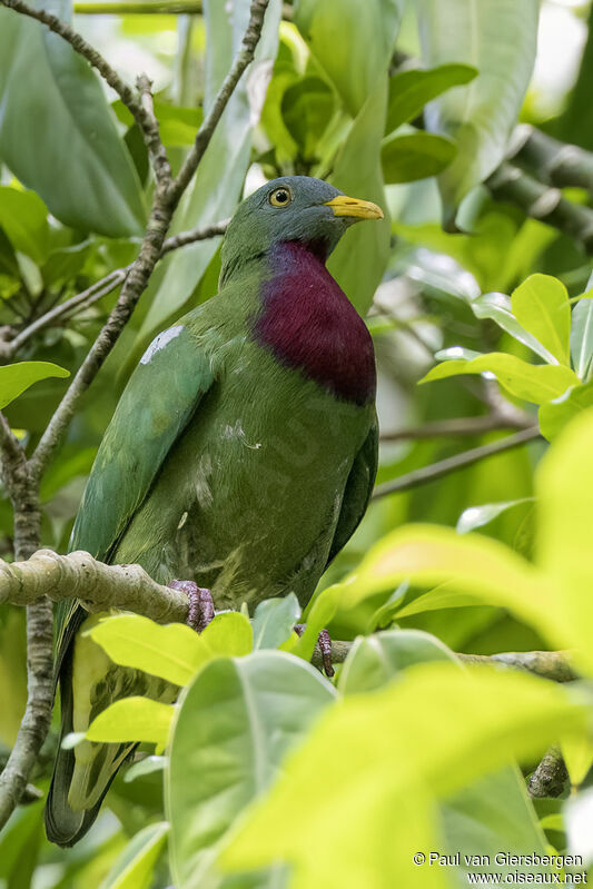 Claret-breasted Fruit Doveadult