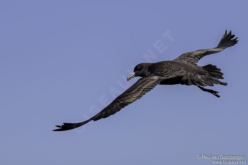 Black Petreladult