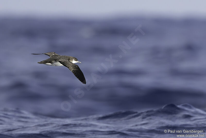 Manx Shearwateradult