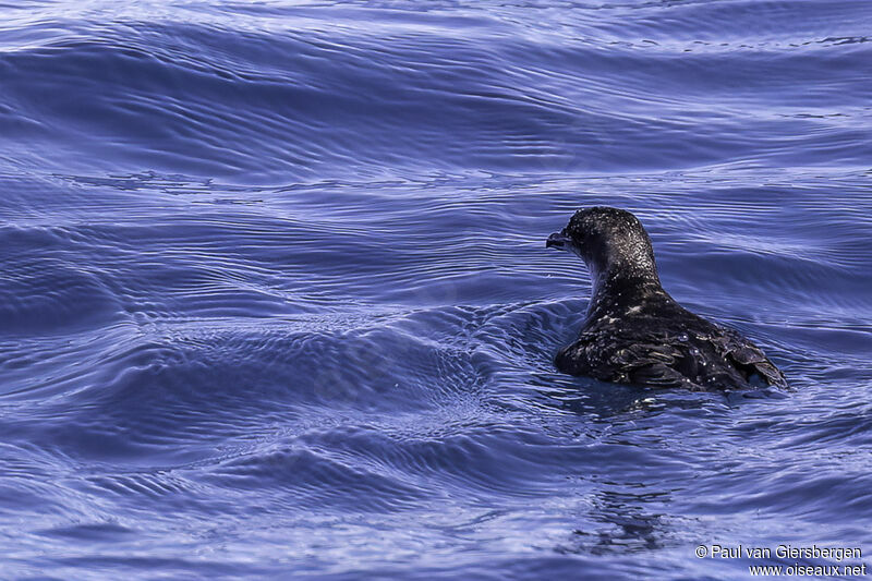 Common Diving Petreladult