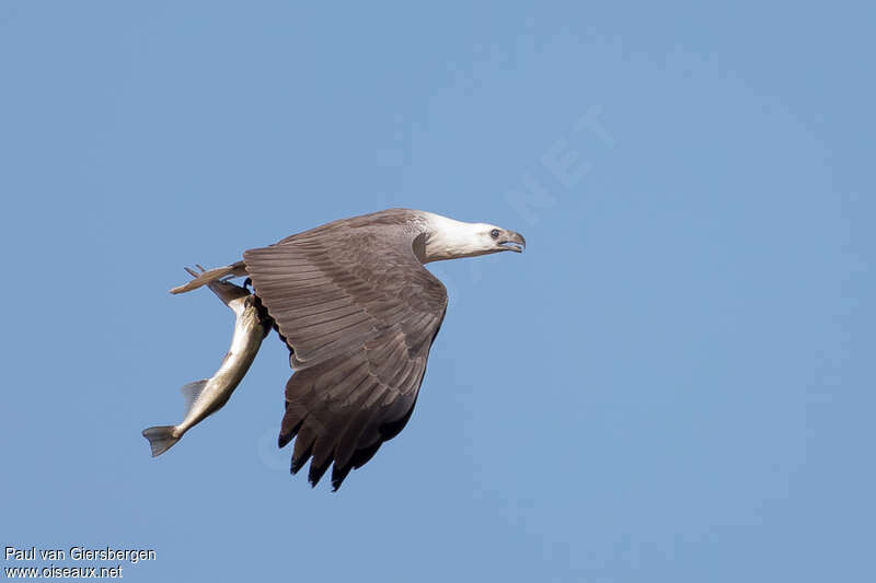 Pygargue blagreadulte, pêche/chasse