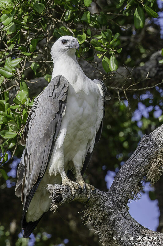 White-bellied Sea Eagleadult