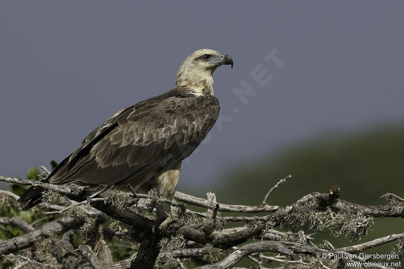 White-bellied Sea Eagleimmature