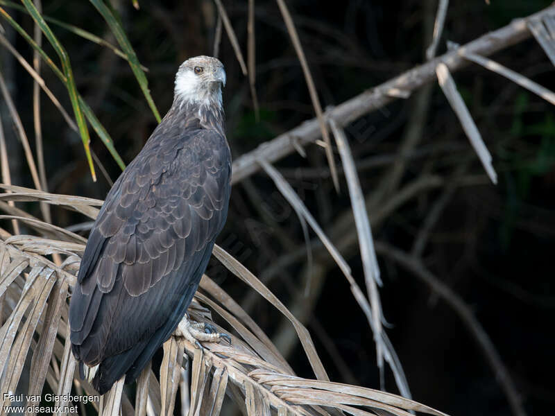 Madagascar Fish Eagleadult