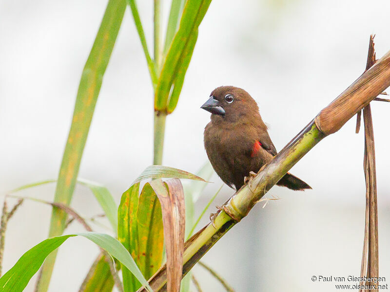 Black-bellied Seedcracker