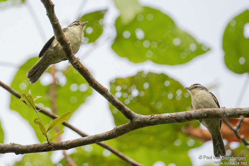 Double-banded Greytailadult