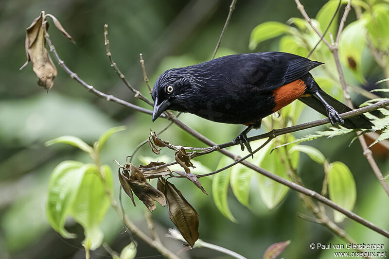 Red-bellied Grackleadult