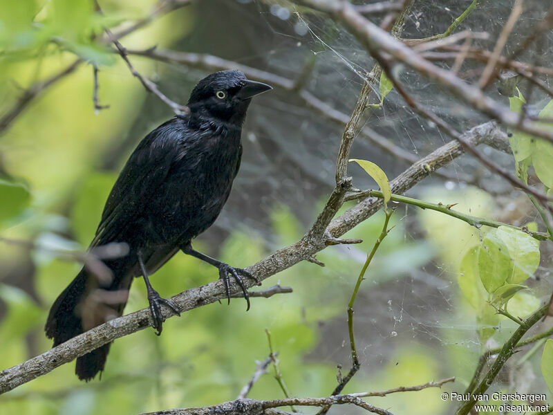 Greater Antillean Grackleadult