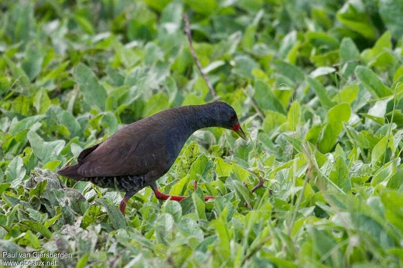 Paint-billed Crakeadult, habitat, walking