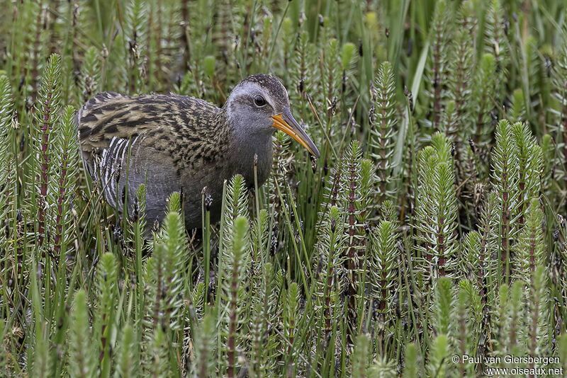 Brown-cheeked Railadult