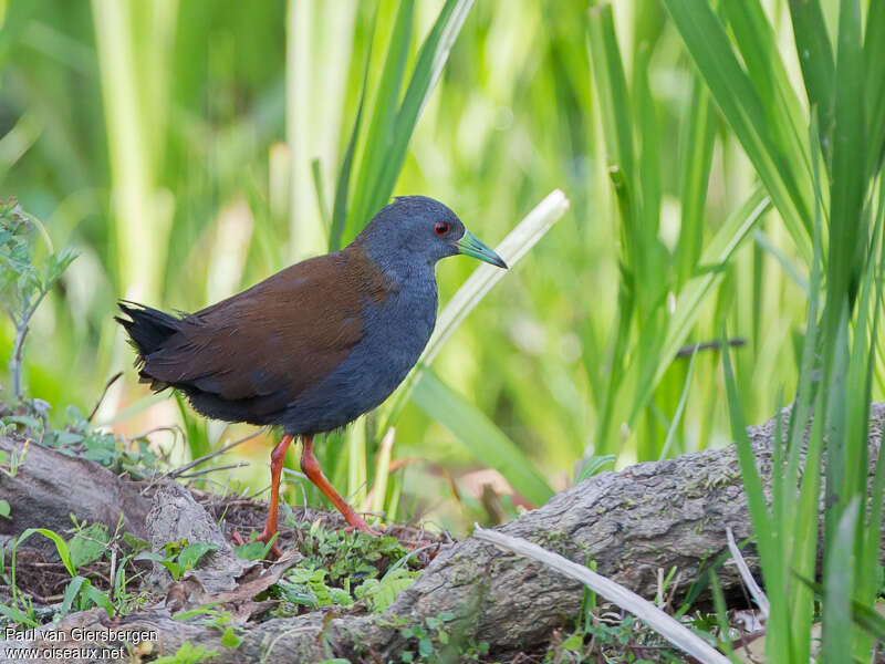 Black-tailed Crakeadult, identification